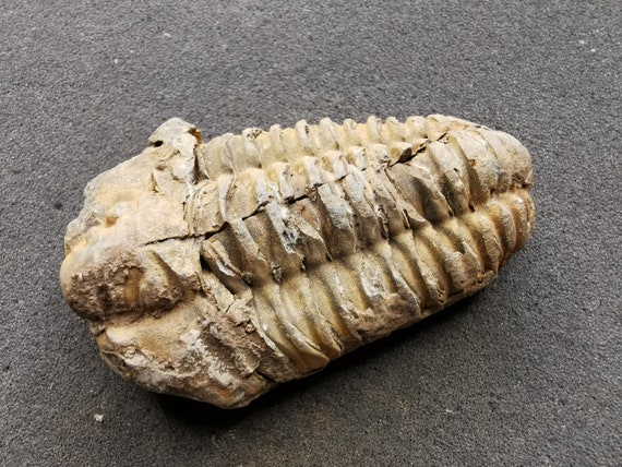 フレキシカリメネ [TB43] 三葉虫