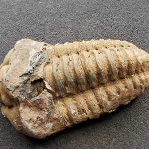 Puede incluir: Un trilobite fosilizado, un tipo de artrópodo marino extinto, preservado en una roca marrón claro. El cuerpo segmentado del trilobite es claramente visible, con detalles intrincados de su exoesqueleto.