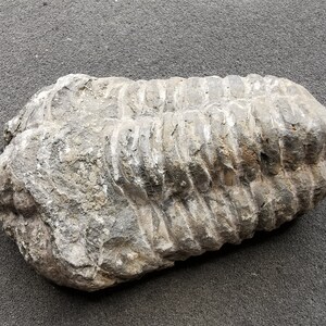 Fósil de trilobites - Flexicalymene, Ordovícico - Pieza exacta (9)