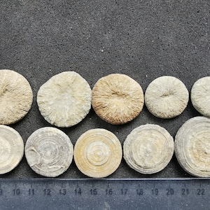 Cyclolite Coral Fossil: Cretaceous Free-Living Coral, Morocco