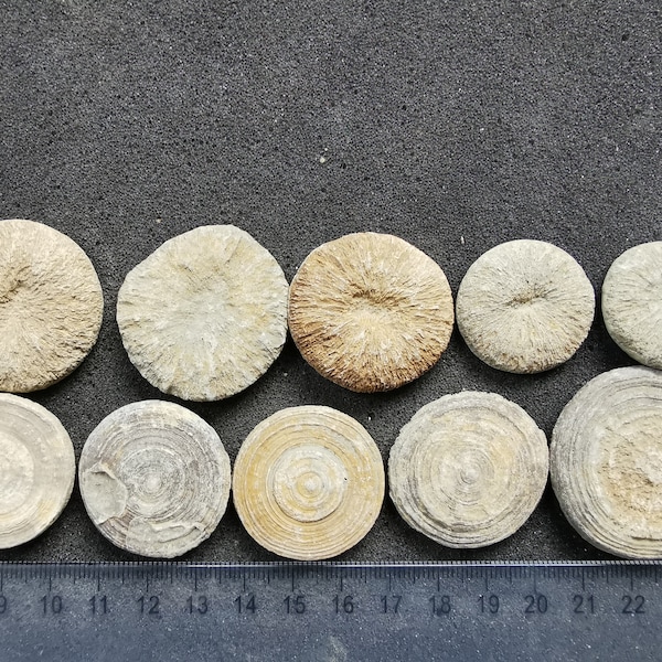 Cyclolite coral fossil, free-living coral - Individual pieces - Great gift for collectors