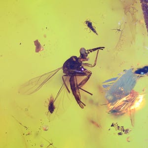 Könnte beinhalten: Ein konserviertes Insekt, das in Bernstein, einem fossilen Baumharz, eingeschlossen ist. Das Insekt ist eine Fliege mit durchsichtigen Flügeln und einem dunklen Körper. Der Bernstein ist hellgelb mit einem leichten Grünstich.