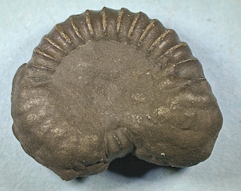 Pyritised ammonite fossil - Jurassic coast - Exact piece (70)