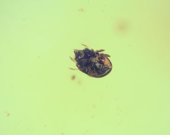 Kachin/Burmite amber fossil (166) - Tick, beetle, unknown - Exact piece