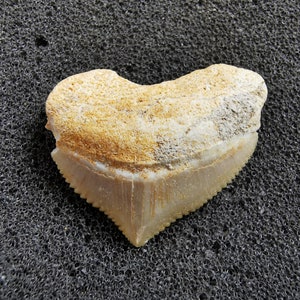 Peut inclure: Une dent de requin fossilis&eacute;e en forme de c&oelig;ur. La dent pr&eacute;sente un &eacute;mail de couleur cr&egrave;me avec un bord dentel&eacute; et une racine beige. Le fossile est pos&eacute; sur un fond sombre et textur&eacute;.