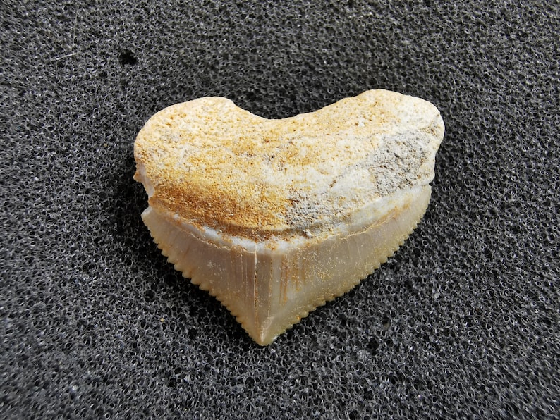 Peut inclure: Une dent de requin fossilis&eacute;e en forme de c&oelig;ur. La dent pr&eacute;sente un &eacute;mail de couleur cr&egrave;me avec un bord dentel&eacute; et une racine beige. Le fossile est pos&eacute; sur un fond sombre et textur&eacute;.