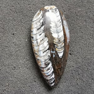 Orthoceras Fossil cephalopod - Bag of 1 or more - Great gift for collectors