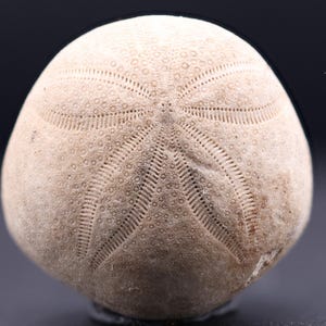 May include: A beige fossilized sea urchin with a starburst pattern.