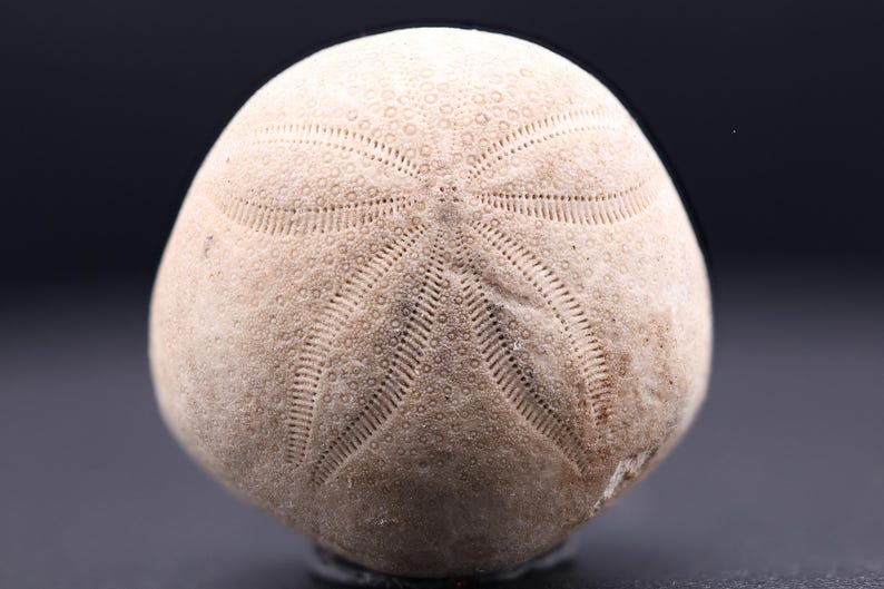 May include: A beige fossilized sea urchin with a starburst pattern.