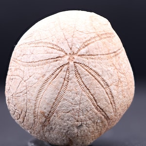 May include: A fossilized sea urchin with a white, textured surface and a five-pointed star pattern.
