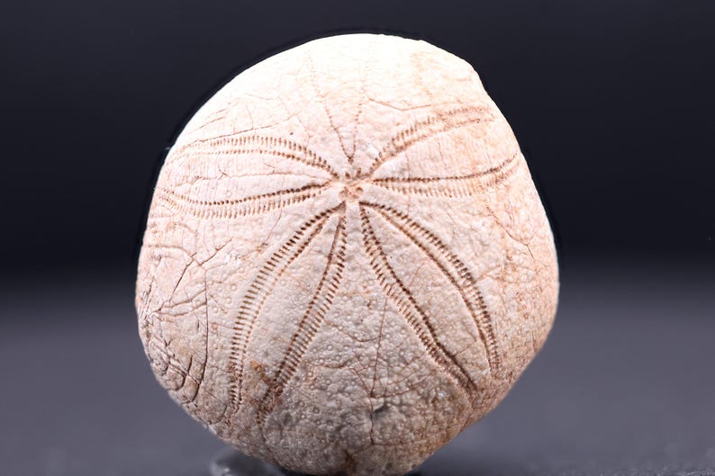 May include: A fossilized sea urchin with a white, textured surface and a five-pointed star pattern.