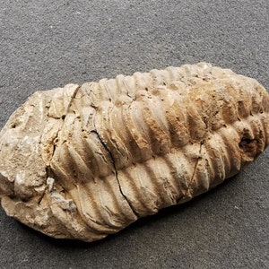 Puede incluir: Un trilobites fosilizado, un tipo de artrópodo marino extinto, preservado en una roca de color marrón claro, gris y blanco. El trilobites está enroscado en forma de bola, con su cuerpo segmentado y su exoesqueleto claramente visibles.