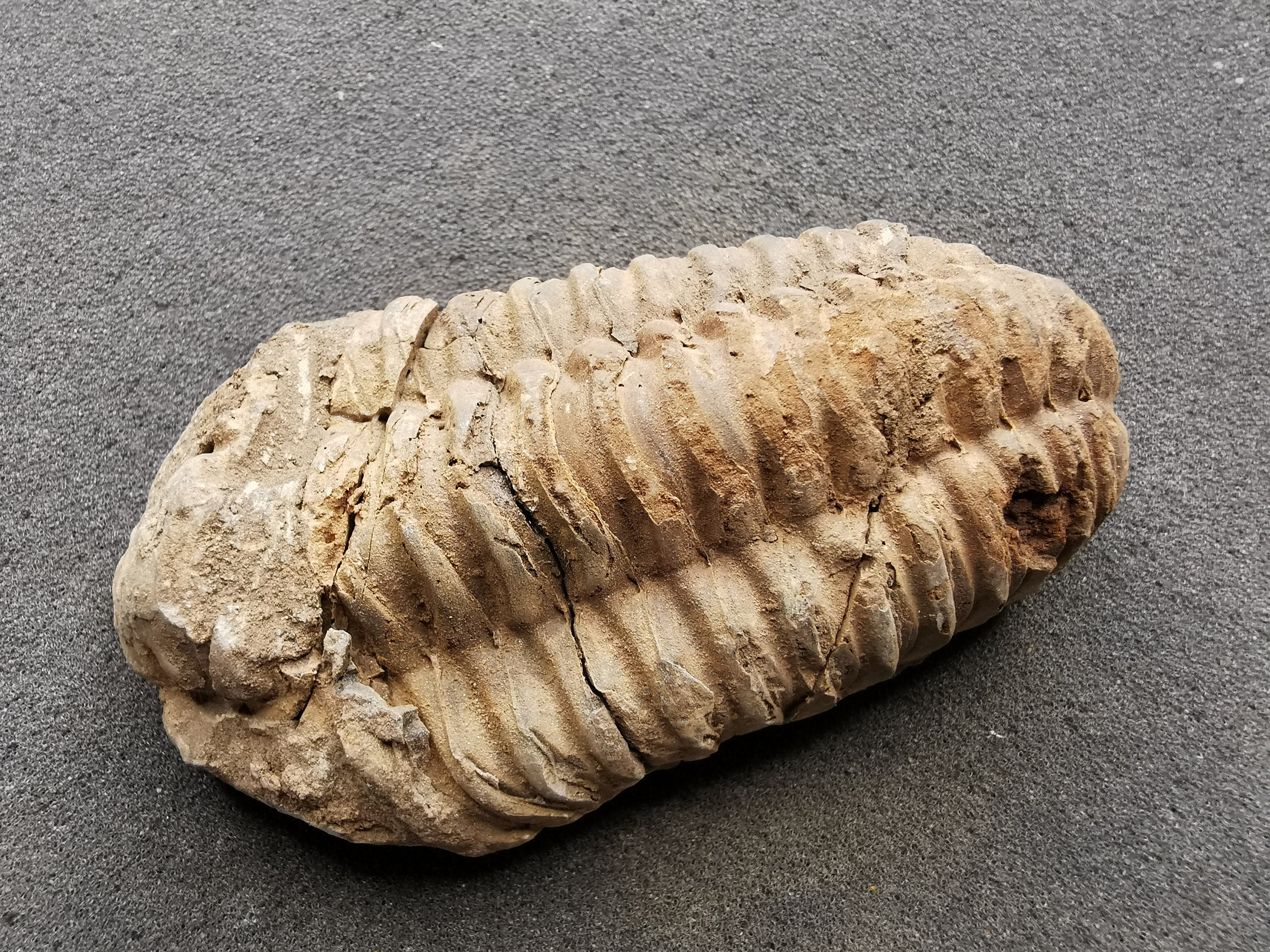 三葉虫の化石 - フレキシカリメン、オルドビス紀 - 正確な破片
