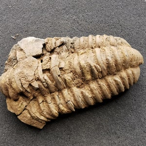 Puede incluir: Un trilobites fosilizado, un tipo de artrópodo marino extinto, de color marrón y beige. El fósil se conserva en una matriz rocosa.