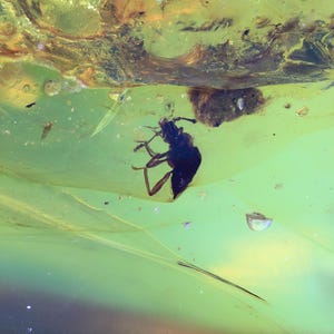 May include: A preserved insect trapped in amber, a fossilized tree resin. The insect is dark brown and appears to be a beetle. The amber is a translucent green color with a yellow hue.