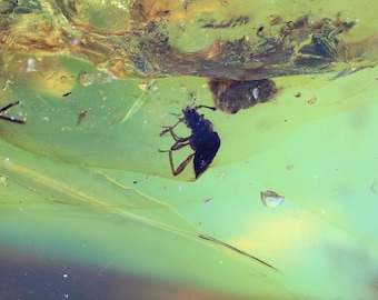 Kachin/Burmite amber fossil inclusion (248) - Beetle and roach husk - Exact piece