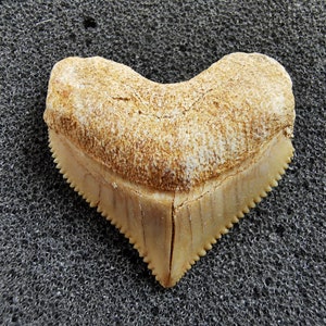 Peut inclure: Une dent de requin fossilis&eacute;e de couleur cr&egrave;me et beige. La dent a une forme triangulaire avec des bords dentel&eacute;s et une surface textur&eacute;e. Le fossile est un artefact naturel.