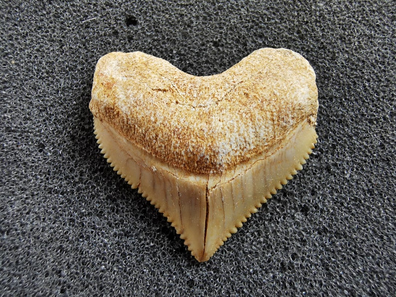 Peut inclure: Une dent de requin fossilis&eacute;e de couleur cr&egrave;me et beige. La dent a une forme triangulaire avec des bords dentel&eacute;s et une surface textur&eacute;e. Le fossile est un artefact naturel.