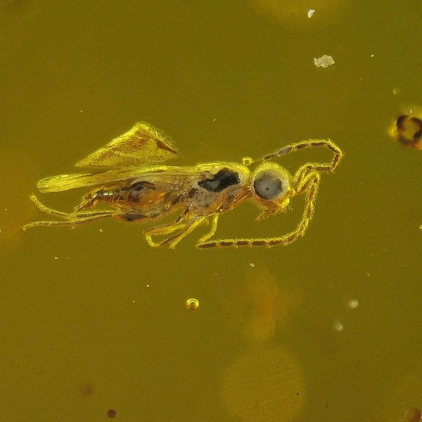 Ambre fossile de la Baltique - 1 insecte, plusieurs inclusions d'acariens - Pièce exacte