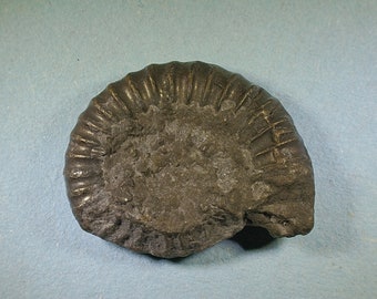 Pyritised ammonite fossil - Jurassic coast - Exact piece (59)