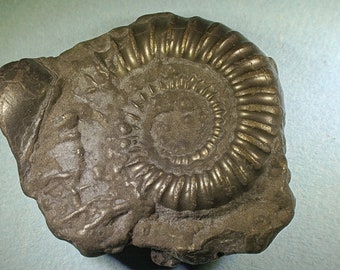 Pyritised ammonite fossil - Jurassic coast - Exact piece (33)
