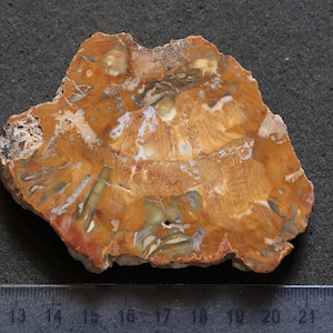 May include: A close-up of a fossilized piece of petrified wood. The wood is a light brown color with white and yellow streaks. The fossil is about 6 inches in diameter.