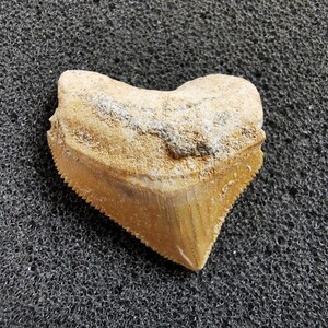 Peut inclure: Une dent de requin fossilis&eacute;e de couleur marron clair et beige. La dent a une forme triangulaire avec des bords dentel&eacute;s et une surface textur&eacute;e. Le fossile est pos&eacute; sur un fond gris fonc&eacute;.