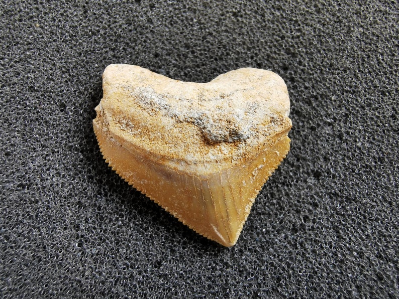 Peut inclure: Une dent de requin fossilis&eacute;e de couleur marron clair et beige. La dent a une forme triangulaire avec des bords dentel&eacute;s et une surface textur&eacute;e. Le fossile est pos&eacute; sur un fond gris fonc&eacute;.