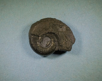 Pyritised ammonite fossil - Jurassic coast - Exact piece (69)