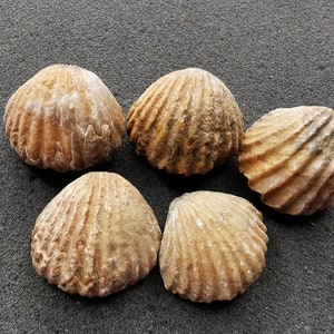 May include: Five fossilized seashells with a ribbed texture and a range of tan and brown hues. The shells are arranged on a dark gray surface, showcasing their natural, weathered appearance. These shells are ideal for collectors or decorative purposes.
