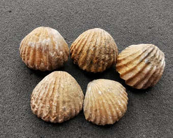 腕足動物化石：ジュラ紀標本、3個セット（10～60 mm） - Etsy 日本