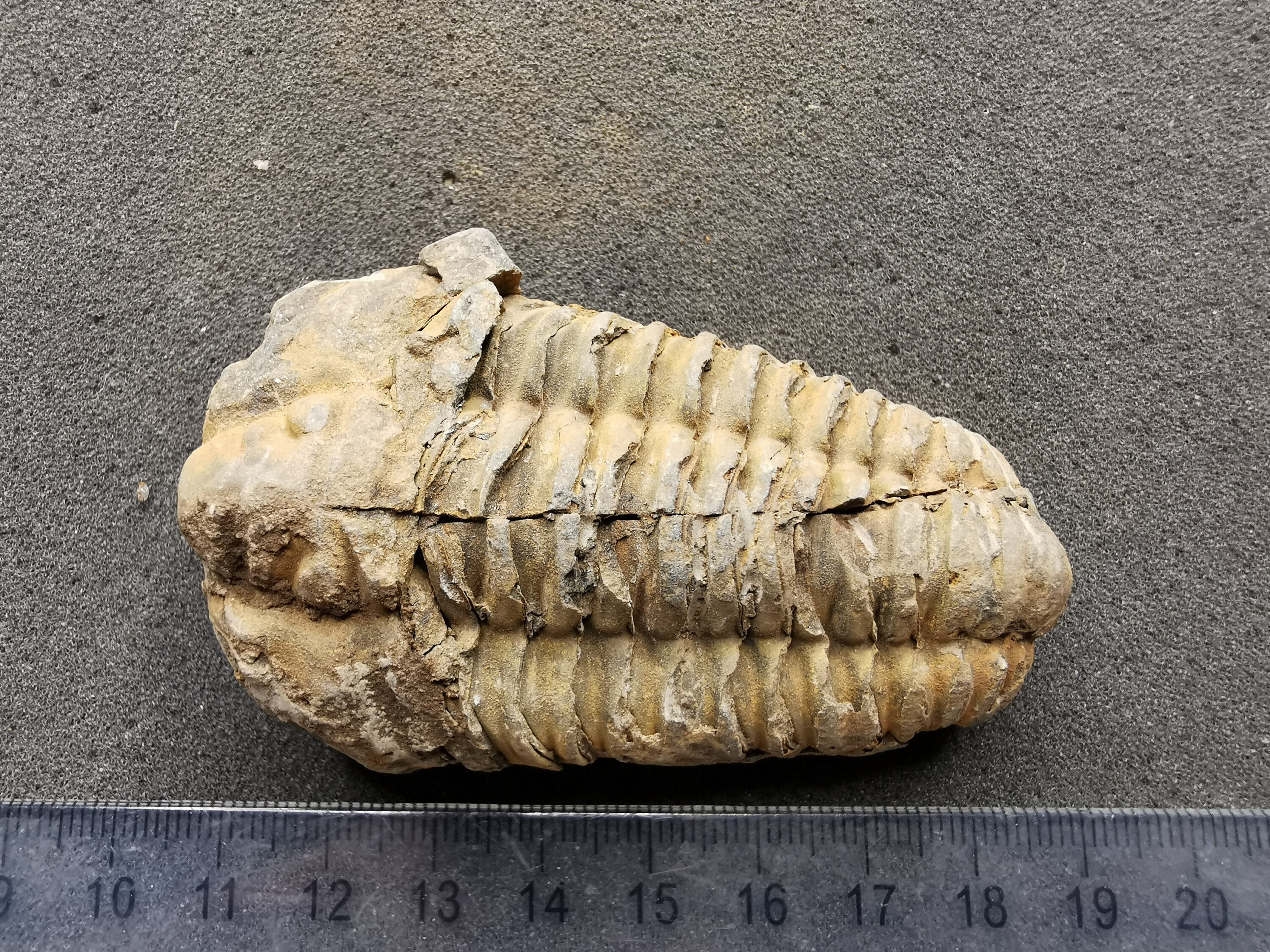 三葉虫の化石 - フレキシカリメン、オルドビス紀 - 正確な破片 (13