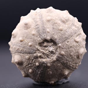 May include: A fossilized sea urchin with a detailed, textured surface. The fossil is light brown and has a circular shape.