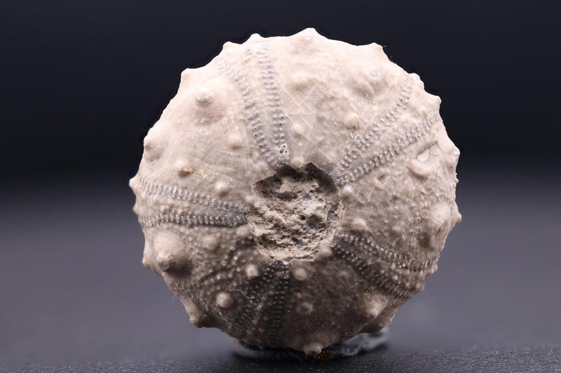 May include: A fossilized sea urchin with a detailed, textured surface. The fossil is light brown and has a circular shape.