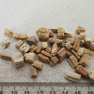Puede incluir: Una colección de pequeños fragmentos fósiles beige y marrón. Las piezas varían en tamaño y forma, algunas muestran patrones acanalados o texturizados. Están dispersos sobre una superficie clara, posiblemente una encimera.