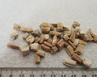 Fossiles de dents de raie-aigle : période Eocène, Maroc (Sac de 10)