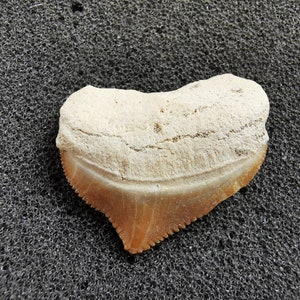 Peut inclure: Une dent de requin fossilis&eacute;e, avec le haut de couleur cr&egrave;me et un bord dentel&eacute; brun. La dent en forme de c&oelig;ur pr&eacute;sente des variations de texture et de couleur naturelles, indiquant qu'il s'agit d'un fossile ancien bien conserv&eacute;.