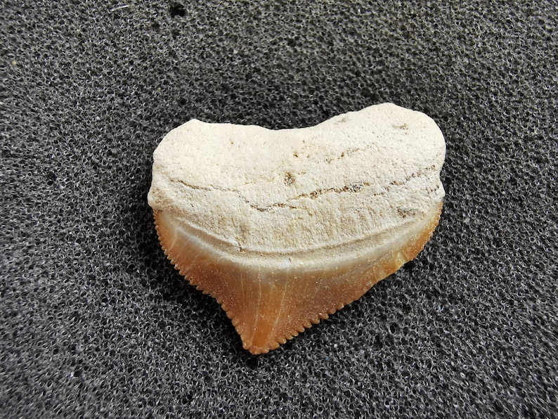 Peut inclure: Une dent de requin fossilis&eacute;e, avec le haut de couleur cr&egrave;me et un bord dentel&eacute; brun. La dent en forme de c&oelig;ur pr&eacute;sente des variations de texture et de couleur naturelles, indiquant qu'il s'agit d'un fossile ancien bien conserv&eacute;.