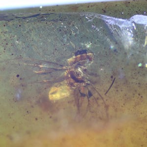 Könnte beinhalten: Nahaufnahme eines versteinerten Insekts, das in Bernstein gefangen ist. Das Insekt ist eine kleine, braune Fliege mit langen Beinen und Flügeln. Der Bernstein ist klar, gelbbraun und hat eine glatte, polierte Oberfläche.