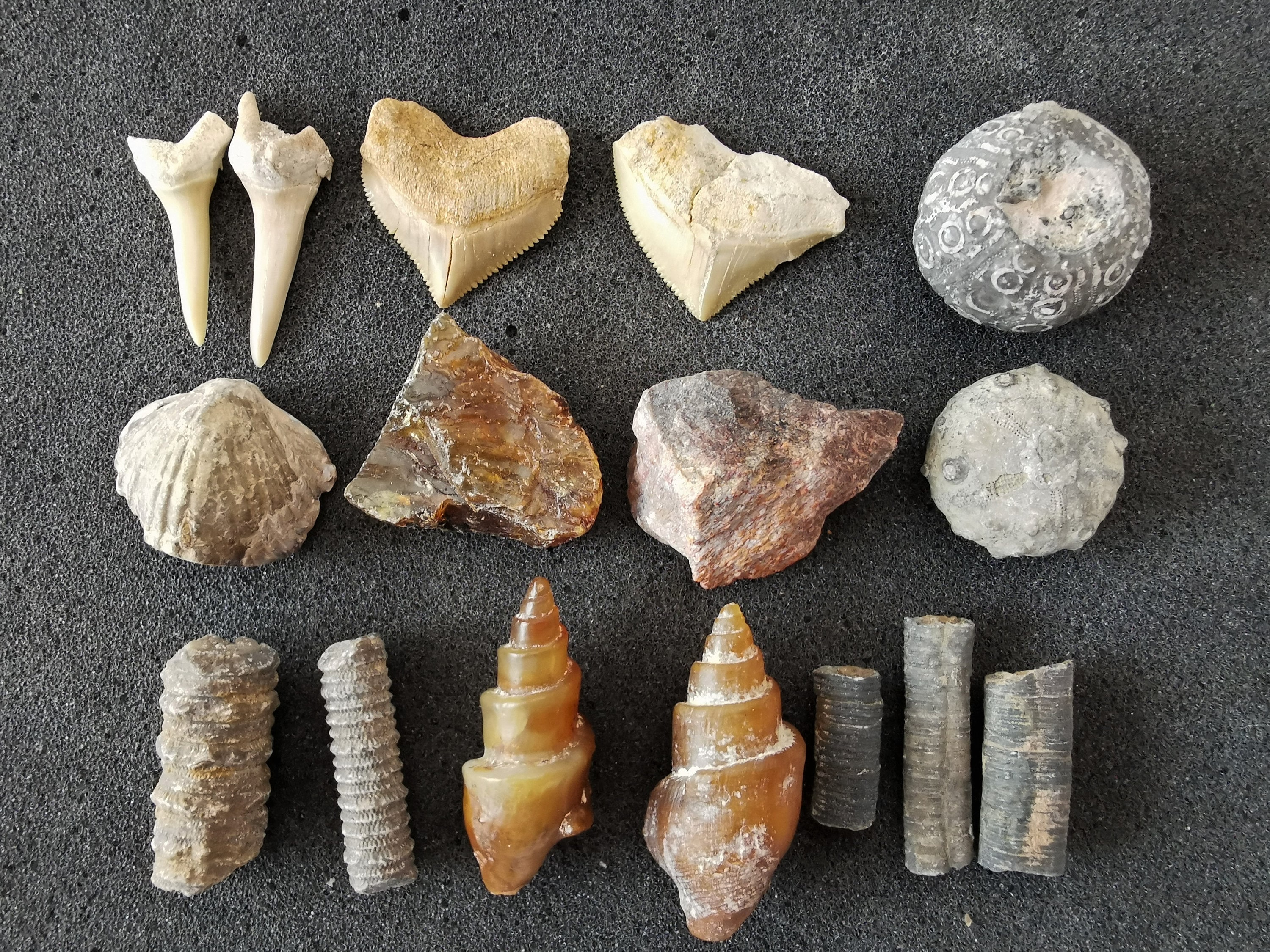 Fossil Collection/gift Set of 16 Fossils Low Price Range - Etsy Hong Kong