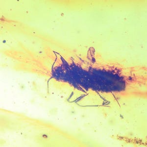 Könnte beinhalten: Nahaufnahme eines kleinen, dunklen Insekts, das in Bernstein konserviert ist. Das Insekt hat lange Beine und einen segmentierten Körper. Der Bernstein ist hellgelb mit einem leichten Orangeton.