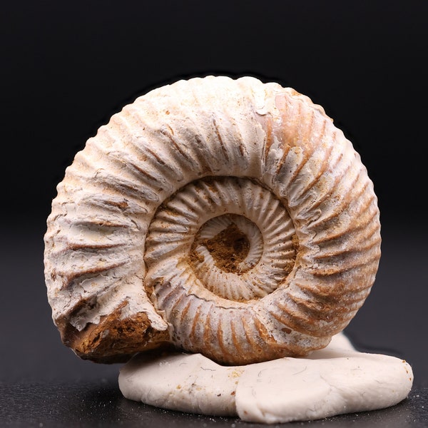 Little ammonite fossil with great detail - Bag of 3 - Great gift for collectors