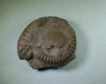 Pyritised ammonite fossil - Jurassic coast - Exact piece (98)