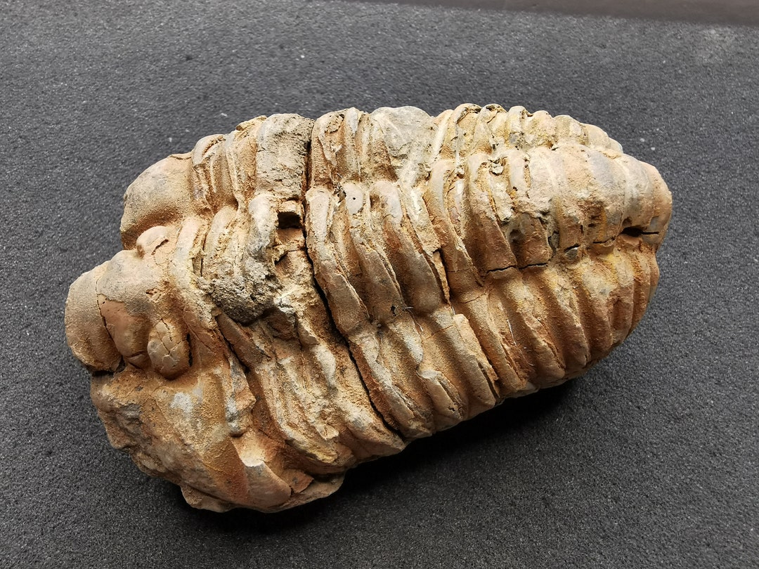三葉虫　化石　フレキシカリメネ　USA　１８mm 三葉虫の化石 - フレキシカリメン、オルドビス紀 - 正確な破片 (1