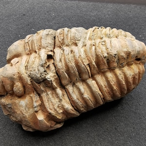 Puede incluir: Un trilobites fosilizado, un artrópodo marino prehistórico, preservado en una roca de color marrón claro, beige y gris. El fósil está enroscado en una posición defensiva, mostrando intrincados detalles de su cuerpo segmentado.