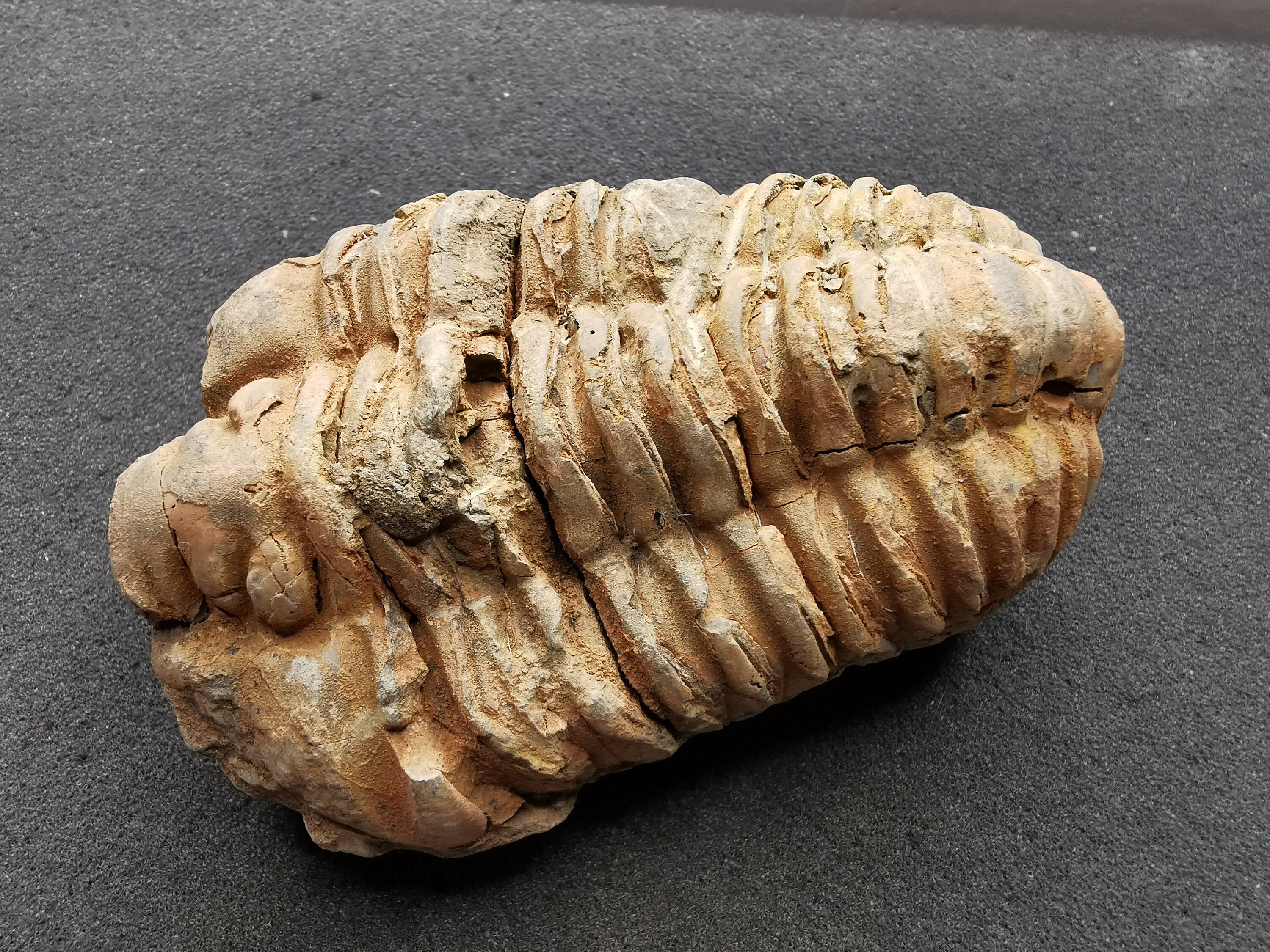 三葉虫　化石　フレキシカリメネ　USA　１８mm 三葉虫の化石 - フレキシカリメン、オルドビス紀 - 正確な破片 (1