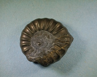 Pyritised ammonite fossil - Jurassic coast - Exact piece (50)