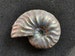 Iridescent Ammonite fossil - Bag of 1 or more - Rainbow opal flashes - 20-70 mm - Great gift for collectors 