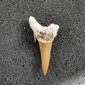 Sand shark tooth fossils - Bag of 15 or more - Great gift for collectors