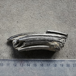 Horse tooth fossil - Individual pieces - Great gift for collectors